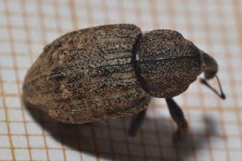Plinthus squalidus granulipennis